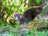 Coati