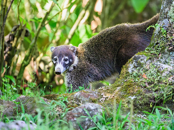 Coati