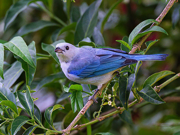 Blue-gray Tanager