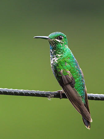 Green-crowned Brilliant