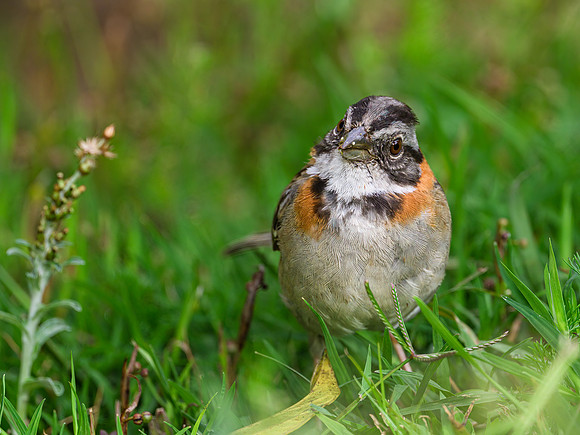 Rufous-collared Sparrow