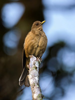 Clay-colored Thrush