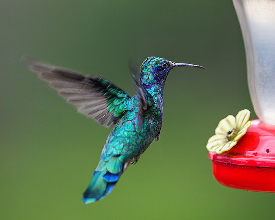 Lesser Violetear