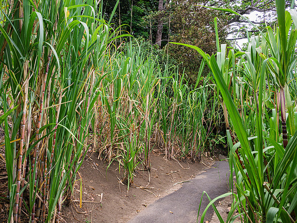 Sugar Cane