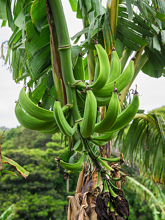 Plantains