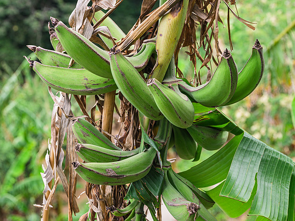 Plantains