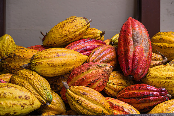 Cacao Pods