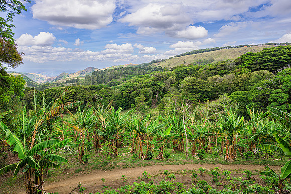 Plaintains and Hillside