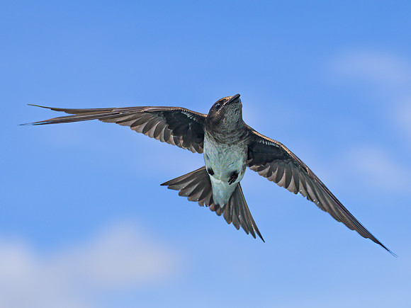 Blue-and-white Swallow
