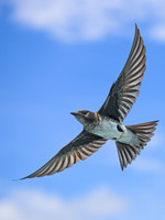 Blue-and-white Swallow