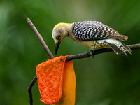 Hoffman's Woodpecker