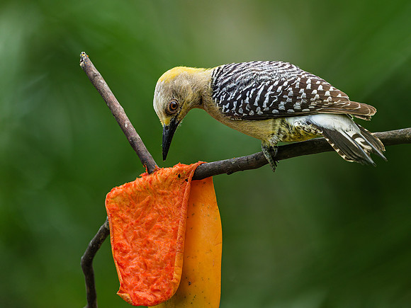 Hoffman's Woodpecker