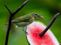 Red-Legged Honeycreeper (female)