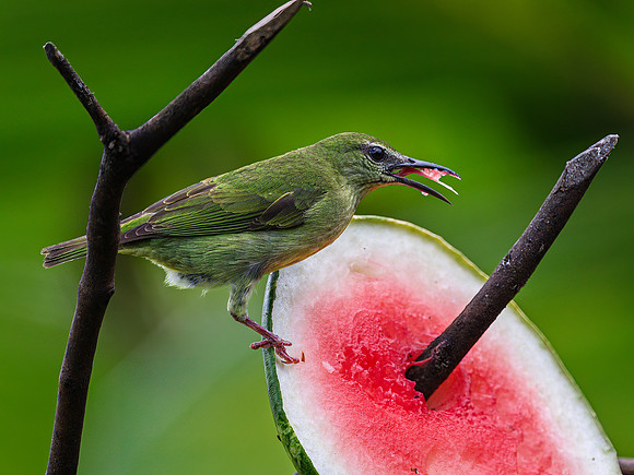 Red-Legged Honeycreeper (female)