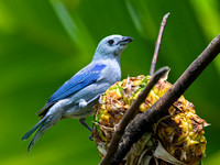 Blue-gray Tanager