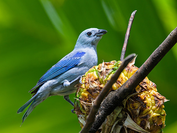 Blue-gray Tanager