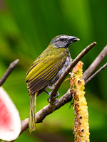 Buff-throated Saltator