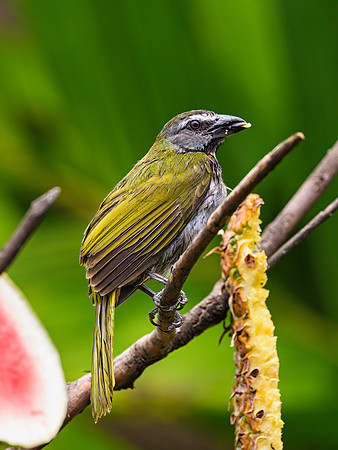 Buff-throated Saltator