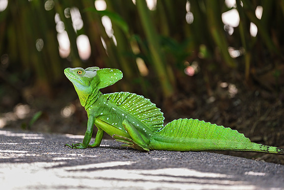 Plumed Basilisk