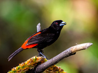 Scarlet-rumped Tanager (male)
