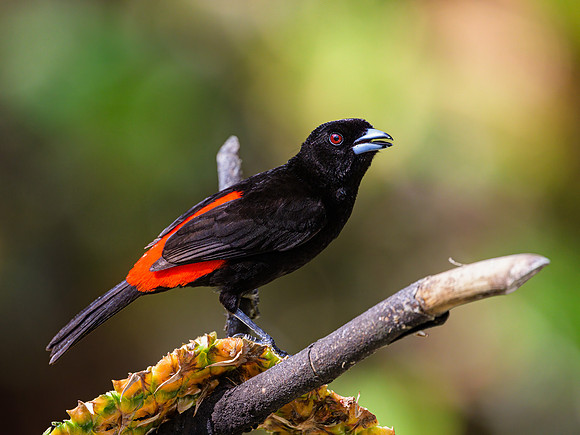 Scarlet-rumped Tanager (male)