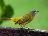 Scarlet-rumped Tanager (female)