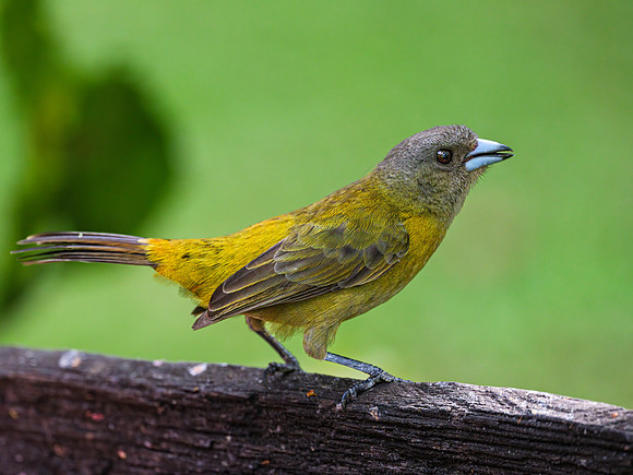 Scarlet-rumped Tanager (female)