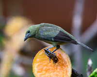 Palm Tanager