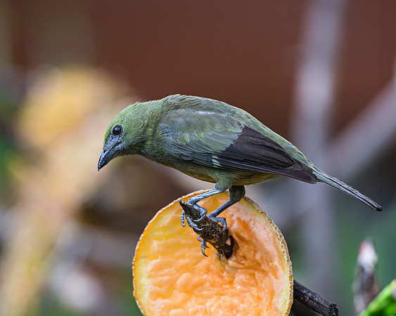 Palm Tanager