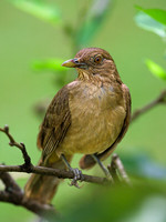 Clay-colored Thrush