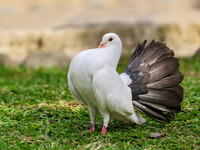 Fantail Pigeon