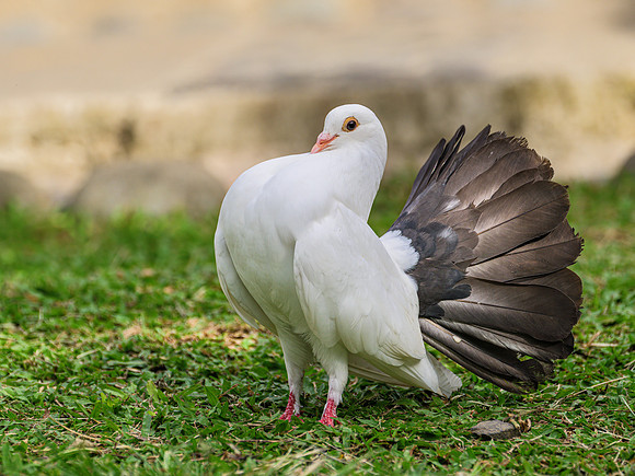 Fantail Pigeon