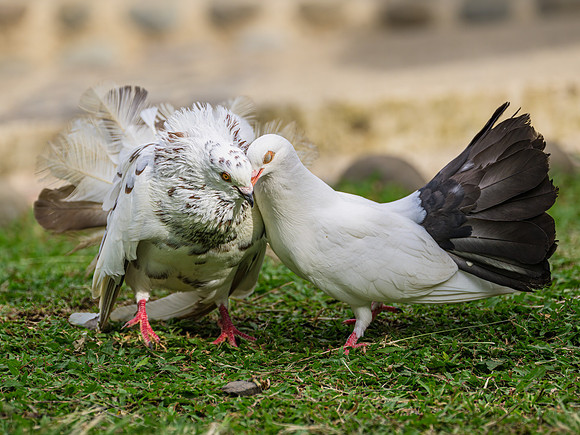 Fantail Pigeon