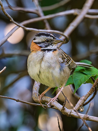 Rufous-collared Sparrow