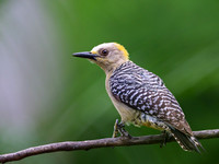 Hoffman's Woodpecker