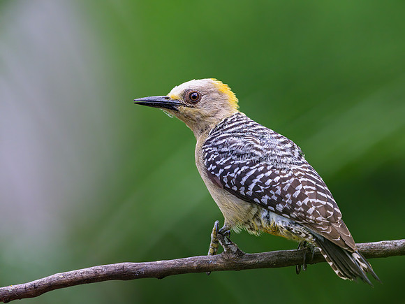 Hoffman's Woodpecker