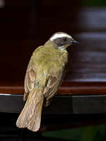 Social Flycatcher