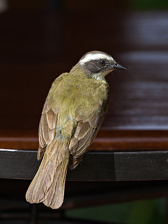 Social Flycatcher