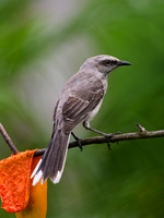 Tropical Mockingbird