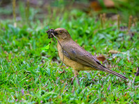 Clay-colored Thrush