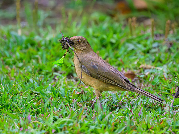 Clay-colored Thrush