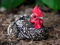 Silver Wyandotte-Farm Chicken Mix (female)