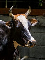Holstein-Guernsey Mixed Cow