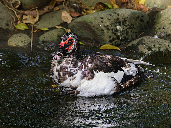 Moscovy Duck