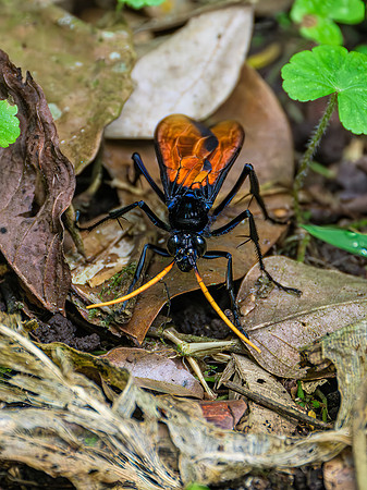 Tarantula Hawk Wasp