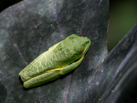 Red-eyed Tree Frog