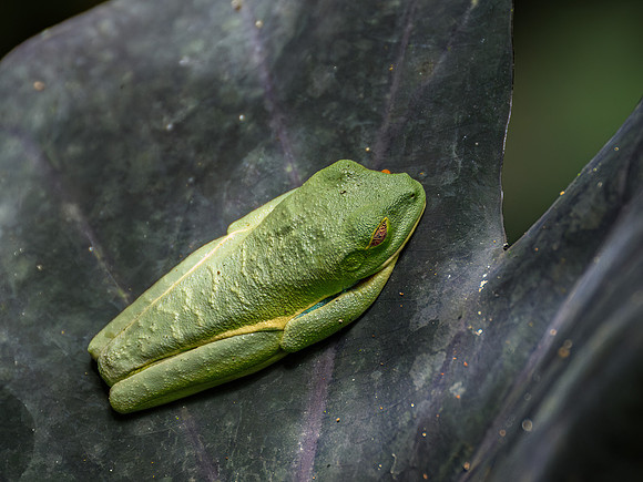 Red-eyed Tree Frog