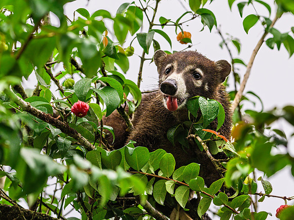 Coati