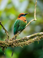 Broad-billed Motmot