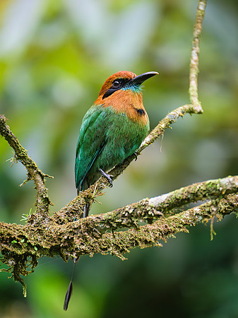Broad-billed Motmot